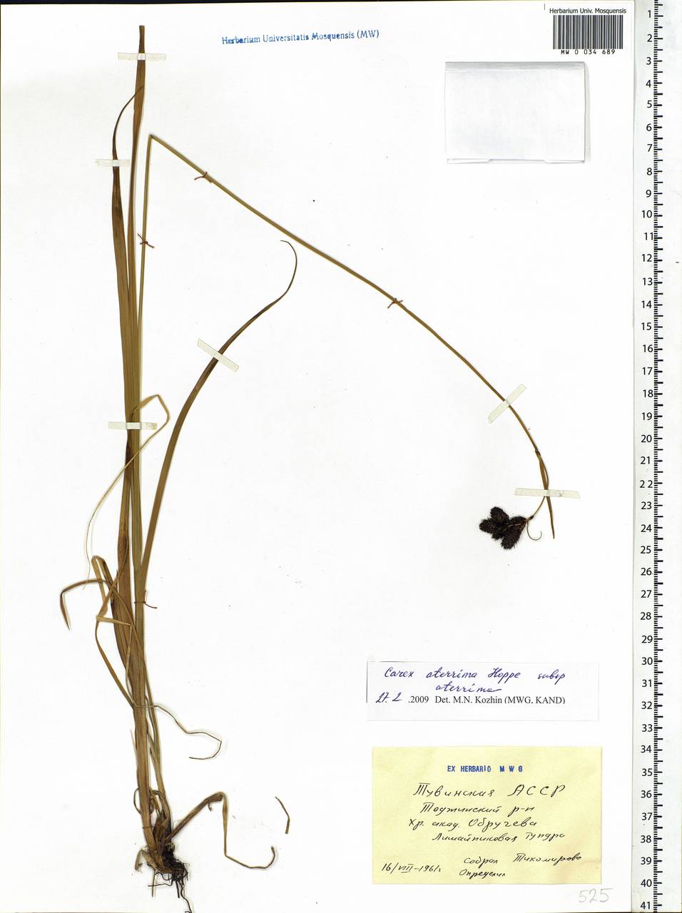 Carex aterrima Hoppe, Siberia, Altai & Sayany Mountains (S2) (Russia)