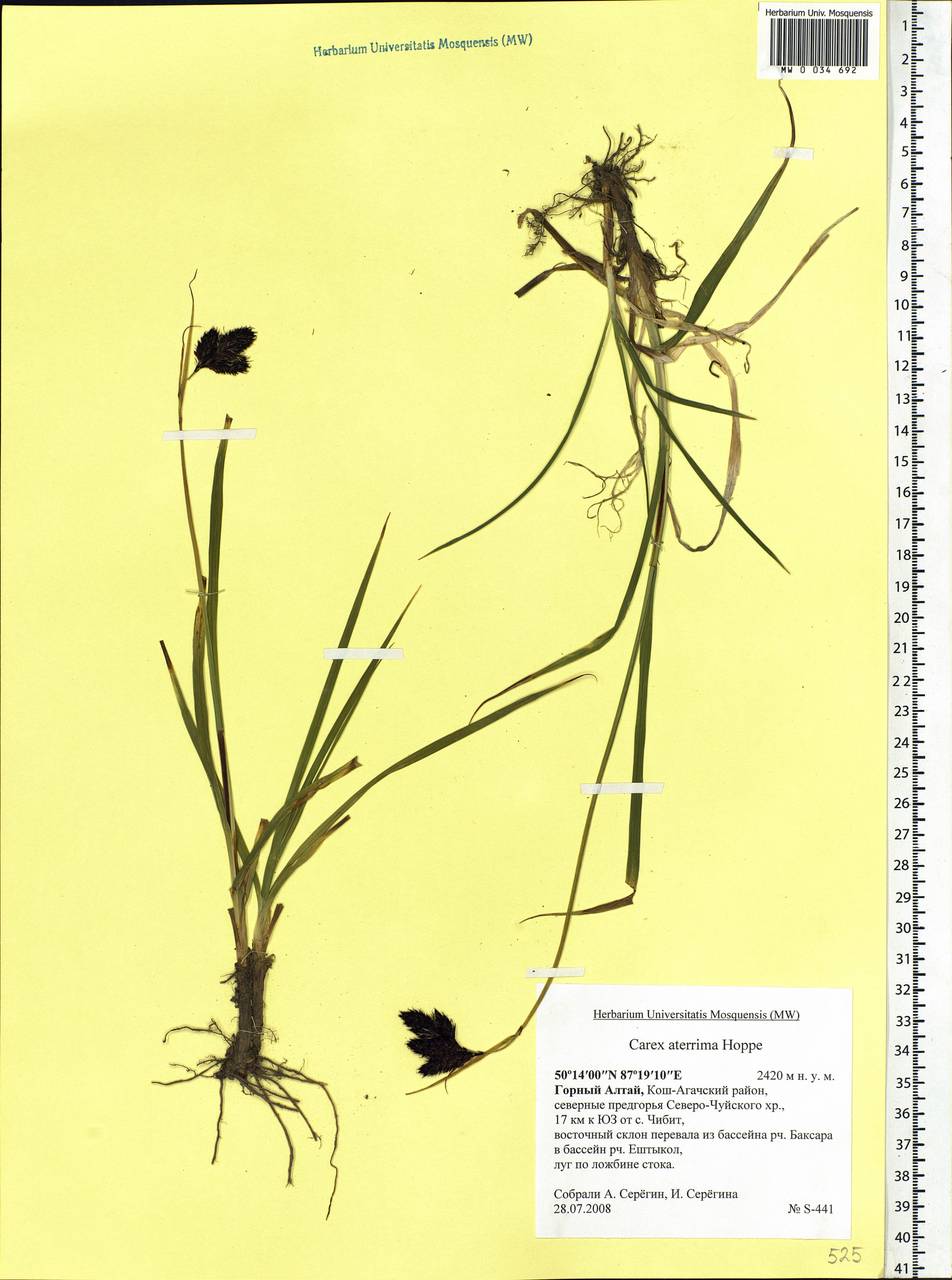 Carex aterrima Hoppe, Siberia, Altai & Sayany Mountains (S2) (Russia)