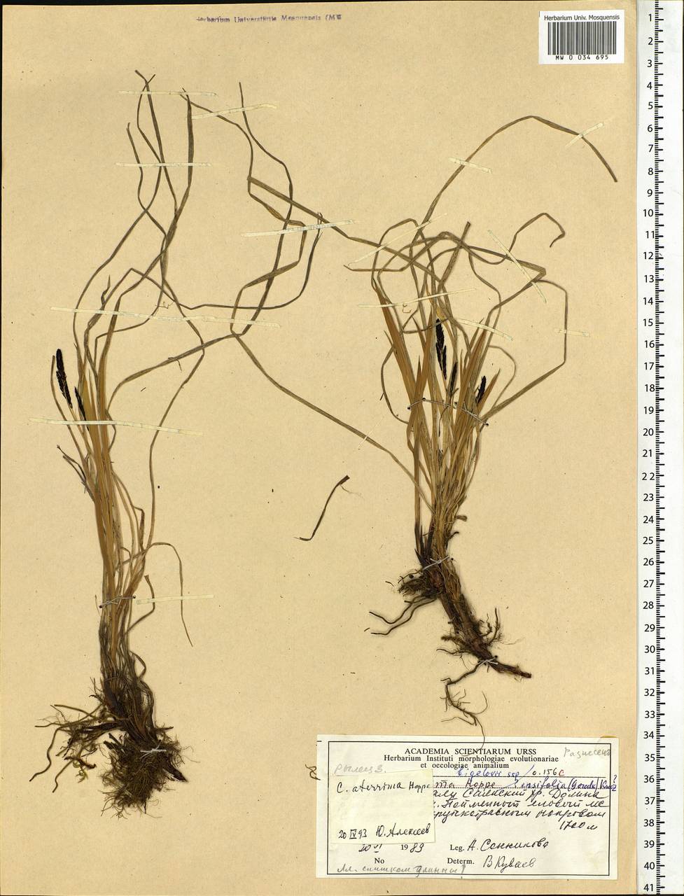 Carex aterrima Hoppe, Siberia, Altai & Sayany Mountains (S2) (Russia)