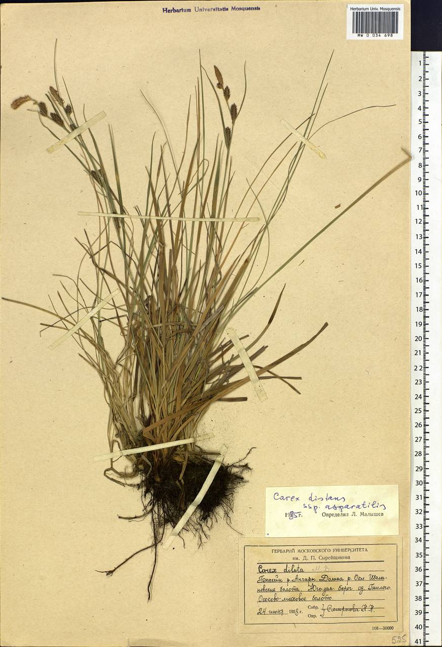 Carex diluta M.Bieb., Siberia, Baikal & Transbaikal region (S4) (Russia)