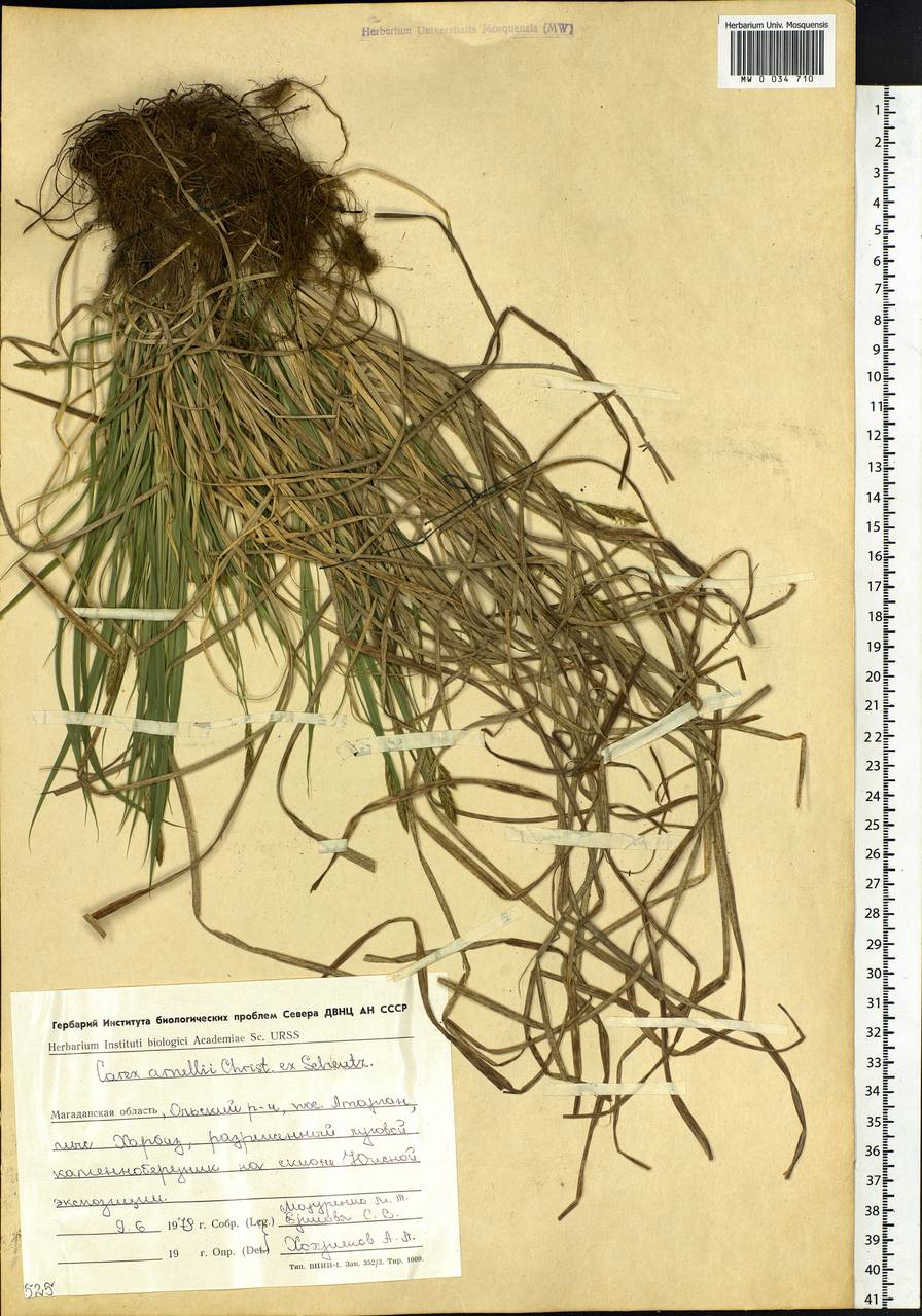 Carex arnellii Christ ex Scheutz, Siberia, Chukotka & Kamchatka (S7) (Russia)