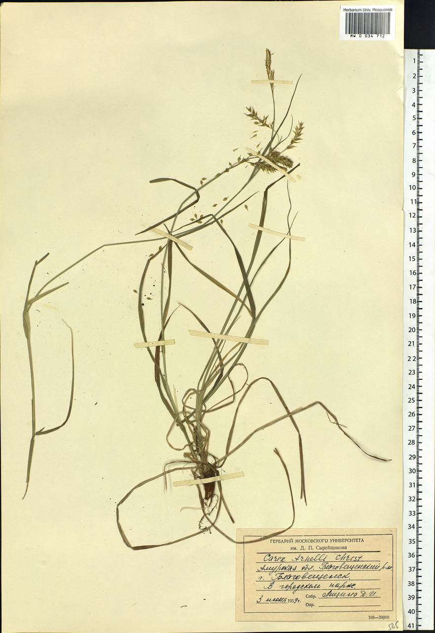 Carex arnellii Christ ex Scheutz, Siberia, Russian Far East (S6) (Russia)