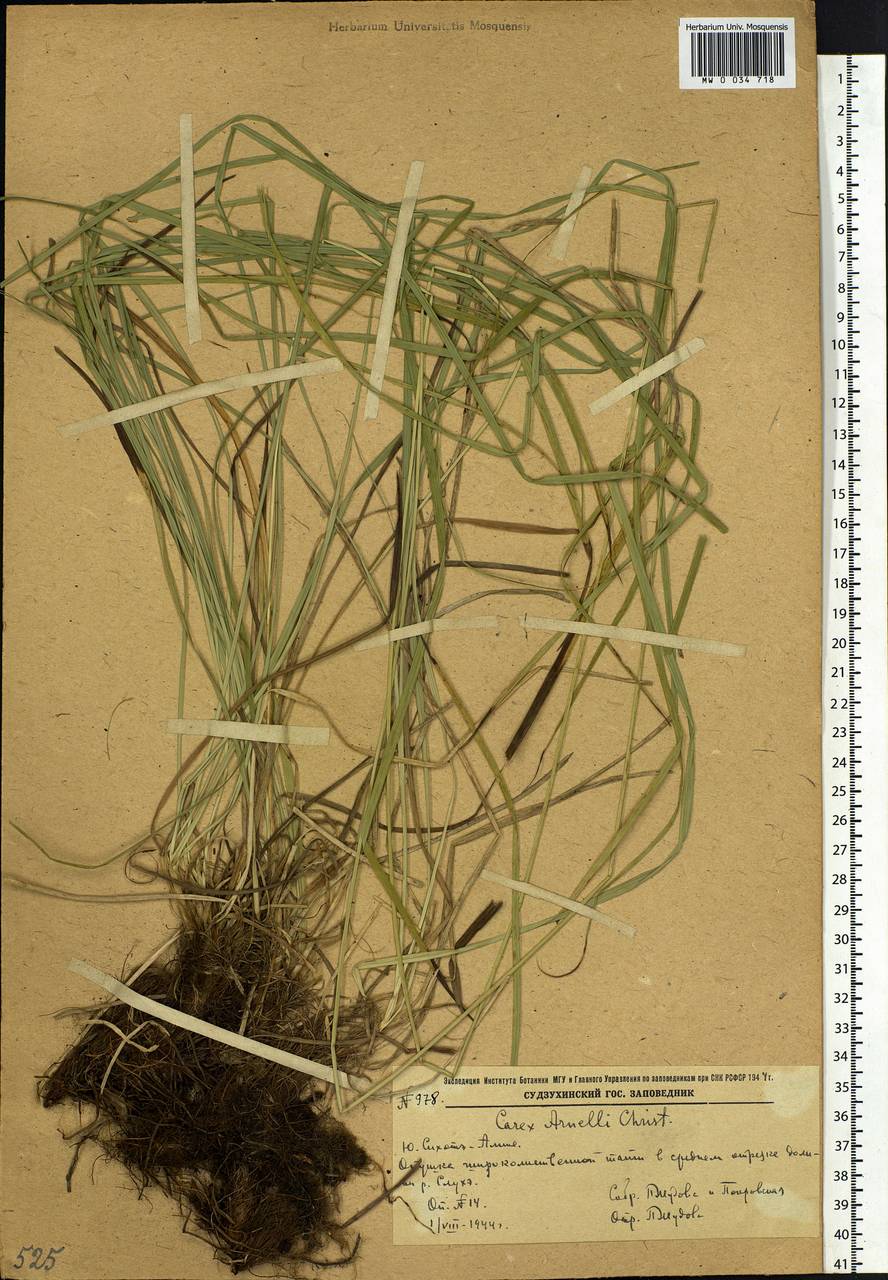 Carex arnellii Christ ex Scheutz, Siberia, Russian Far East (S6) (Russia)