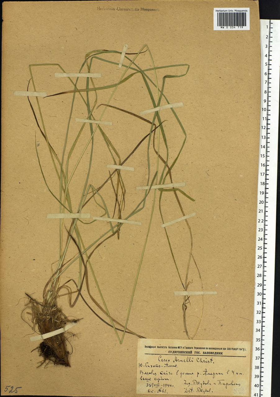 Carex arnellii Christ ex Scheutz, Siberia, Russian Far East (S6) (Russia)