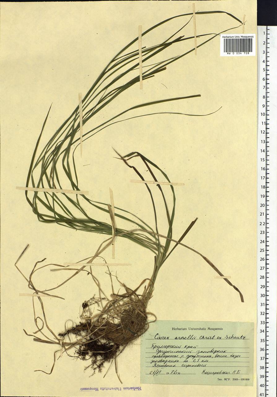 Carex arnellii Christ ex Scheutz, Siberia, Russian Far East (S6) (Russia)
