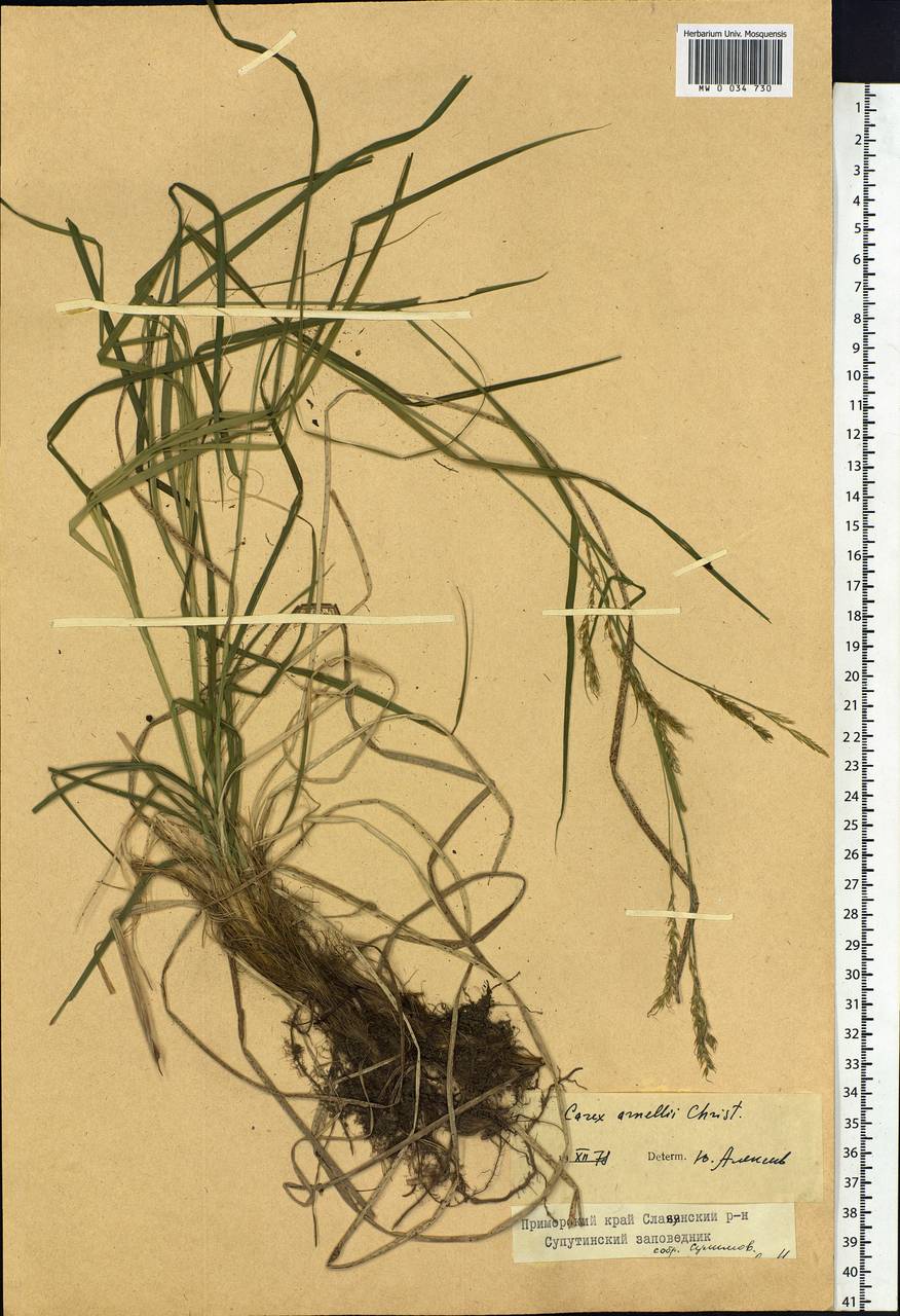 Carex arnellii Christ ex Scheutz, Siberia, Russian Far East (S6) (Russia)
