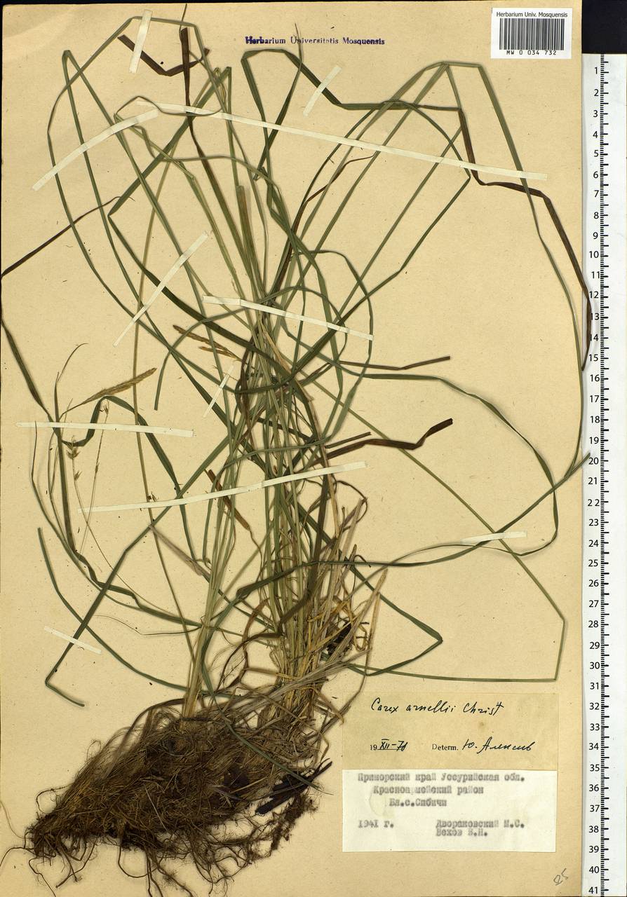 Carex arnellii Christ ex Scheutz, Siberia, Russian Far East (S6) (Russia)