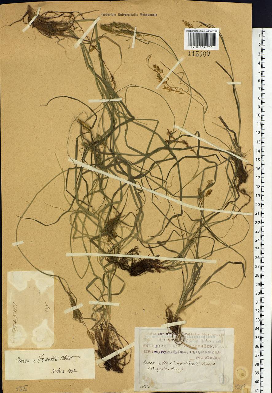 Carex arnellii Christ ex Scheutz, Siberia, Russian Far East (S6) (Russia)