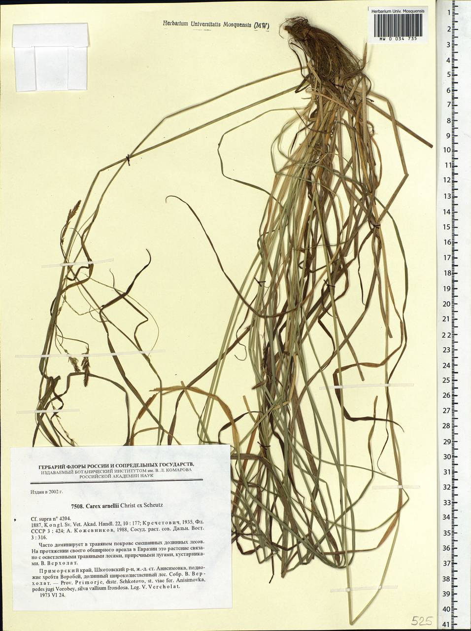 Carex arnellii Christ ex Scheutz, Siberia, Russian Far East (S6) (Russia)