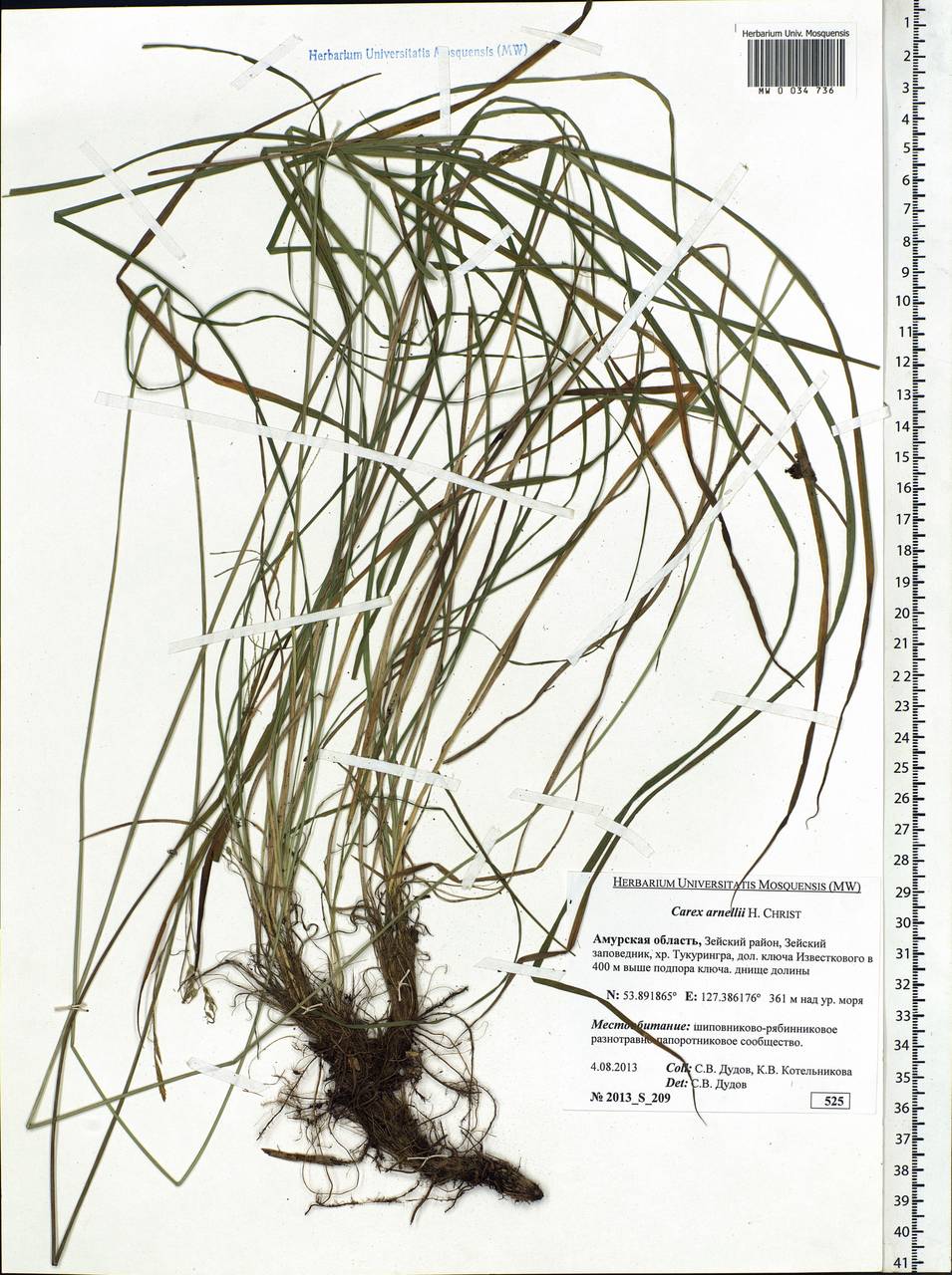 Carex arnellii Christ ex Scheutz, Siberia, Russian Far East (S6) (Russia)