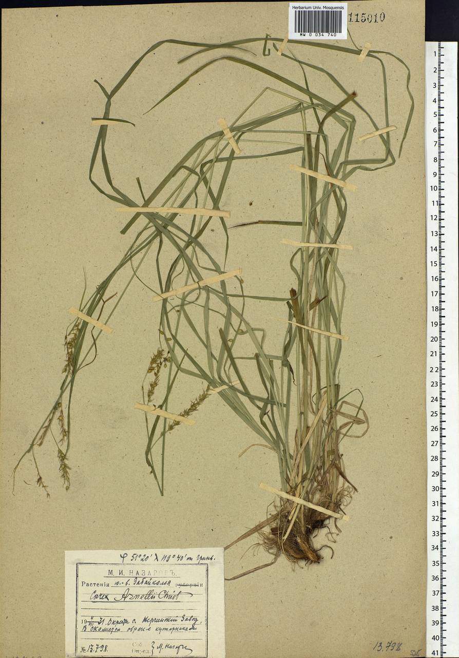 Carex arnellii Christ ex Scheutz, Siberia, Baikal & Transbaikal region (S4) (Russia)