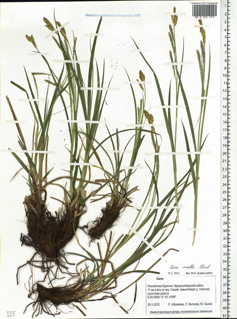Carex arnellii Christ ex Scheutz, Siberia, Baikal & Transbaikal region (S4) (Russia)