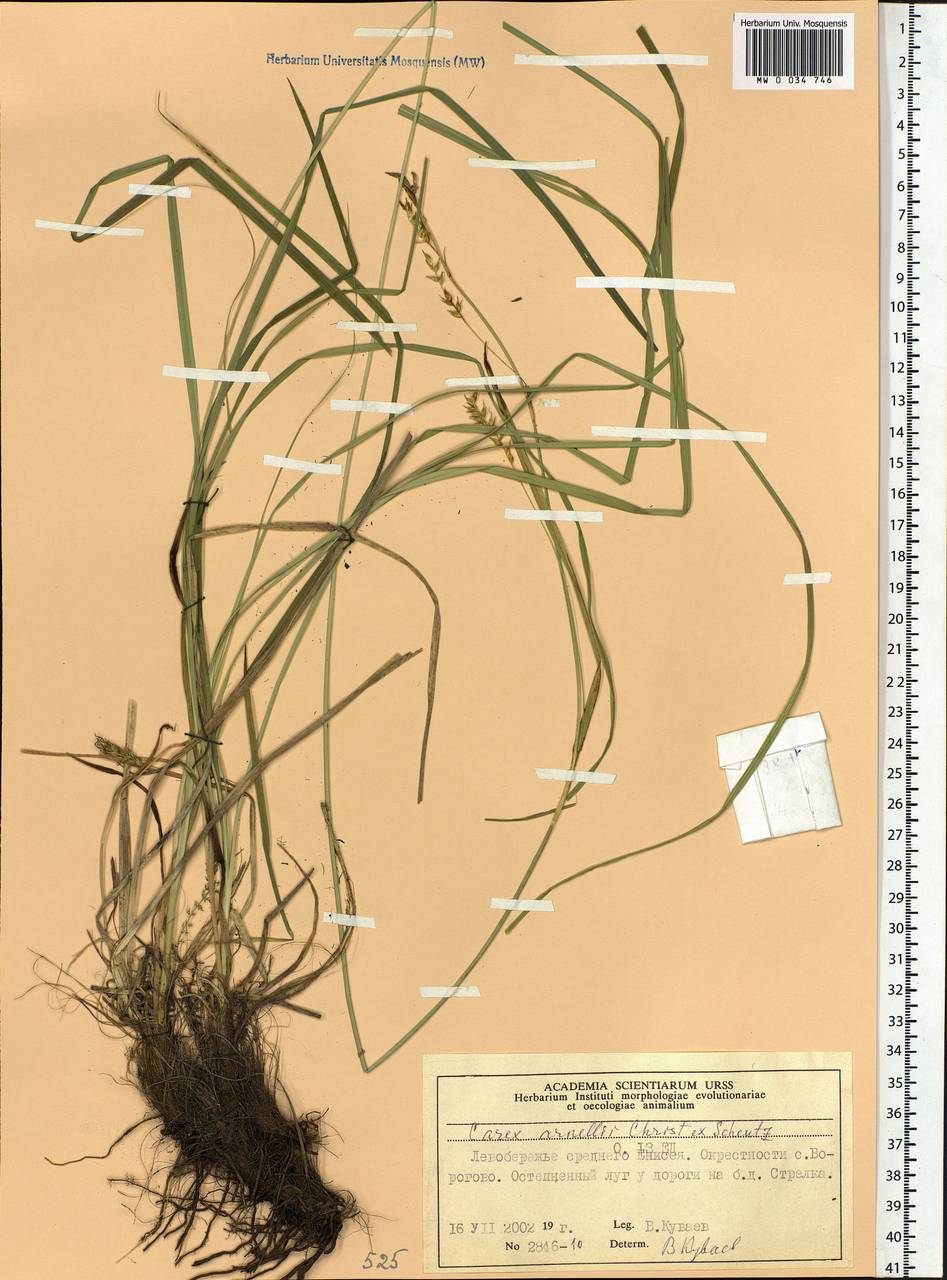 Carex arnellii Christ ex Scheutz, Siberia, Central Siberia (S3) (Russia)