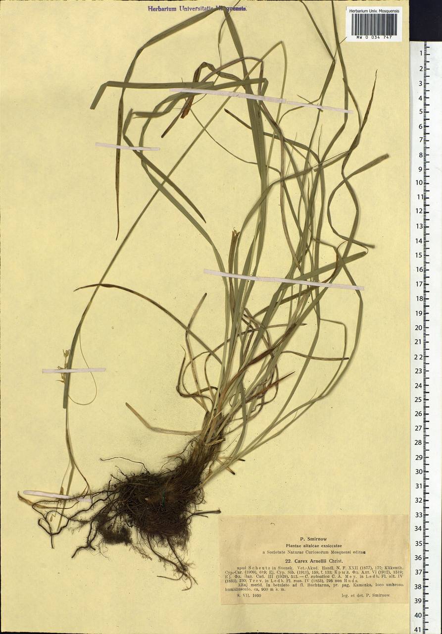 Carex arnellii Christ ex Scheutz, Siberia, Western (Kazakhstan) Altai Mountains (S2a) (Kazakhstan)