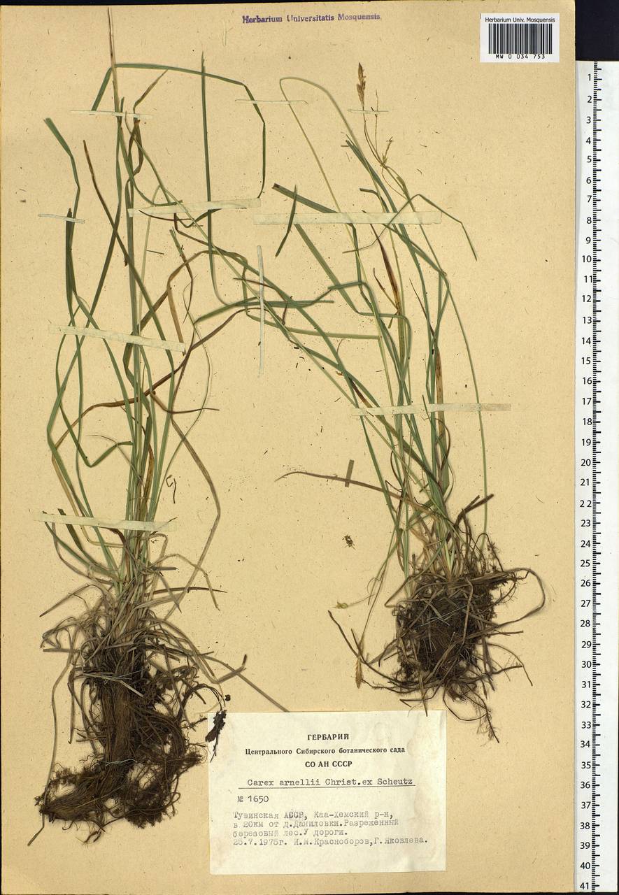 Carex arnellii Christ ex Scheutz, Siberia, Altai & Sayany Mountains (S2) (Russia)