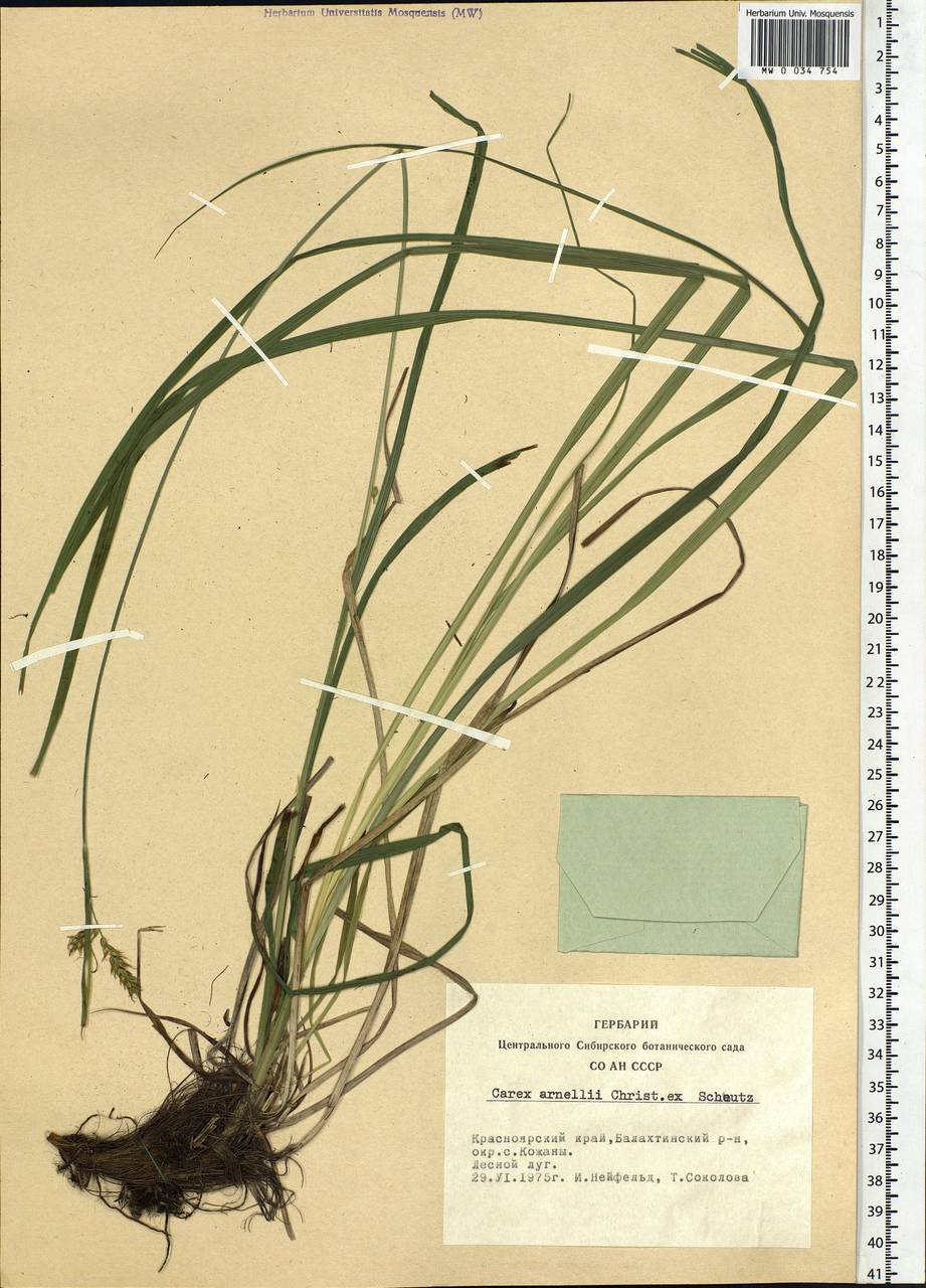 Carex arnellii Christ ex Scheutz, Siberia, Altai & Sayany Mountains (S2) (Russia)