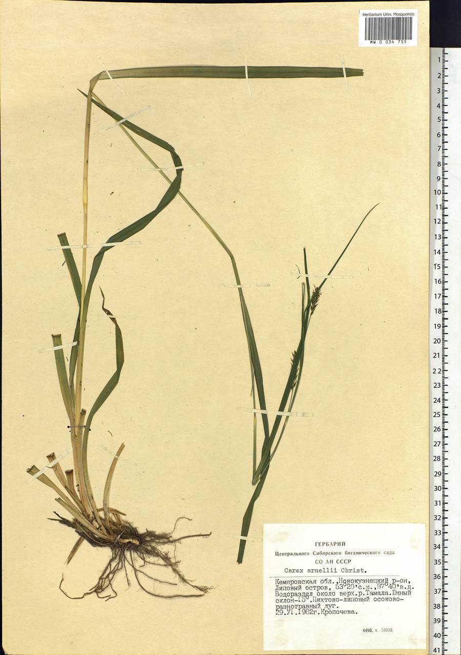 Carex arnellii Christ ex Scheutz, Siberia, Altai & Sayany Mountains (S2) (Russia)