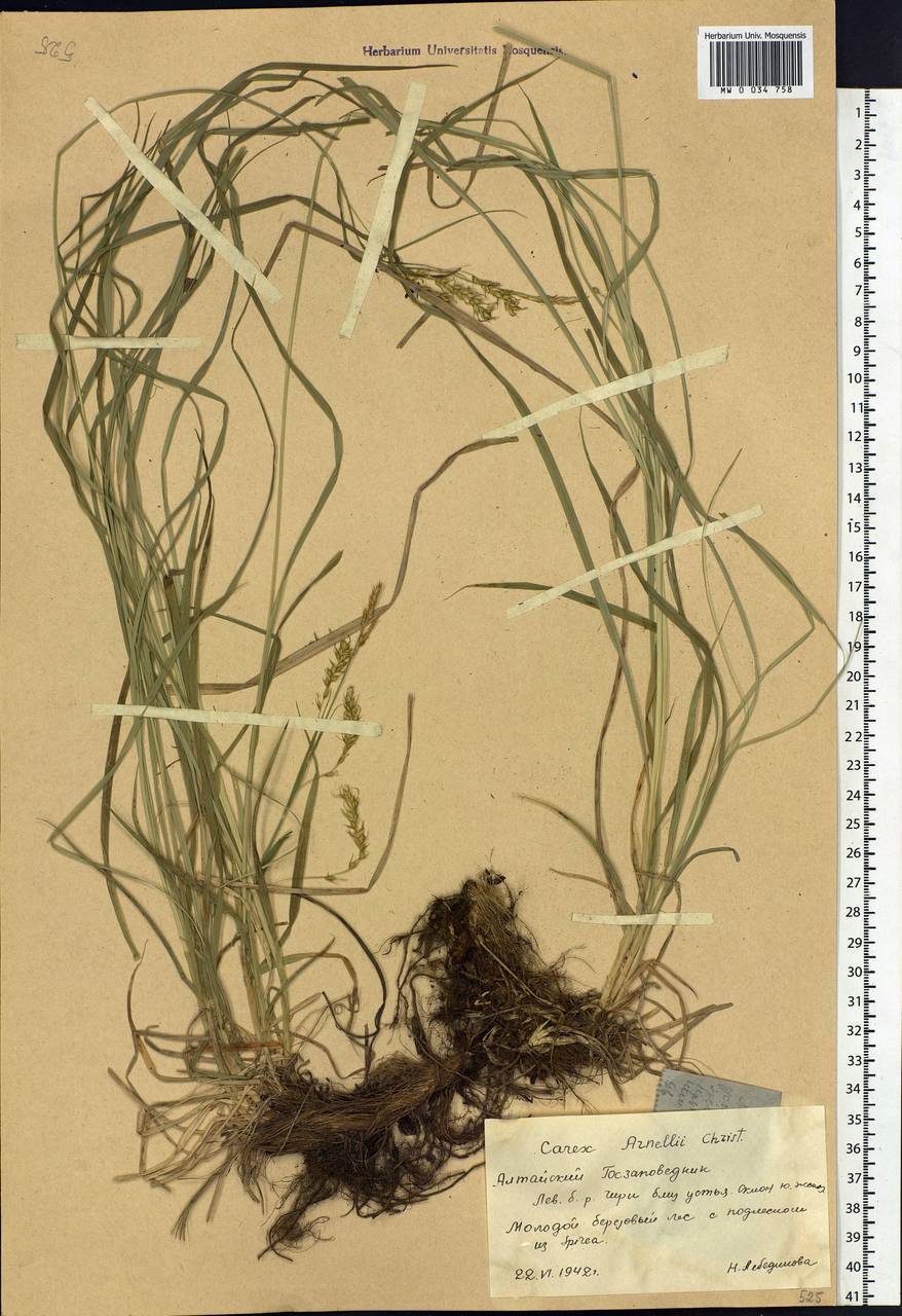 Carex arnellii Christ ex Scheutz, Siberia, Altai & Sayany Mountains (S2) (Russia)