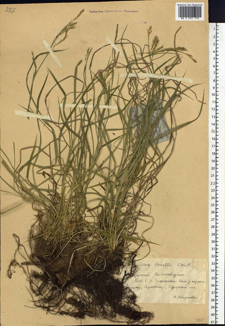 Carex arnellii Christ ex Scheutz, Siberia, Altai & Sayany Mountains (S2) (Russia)