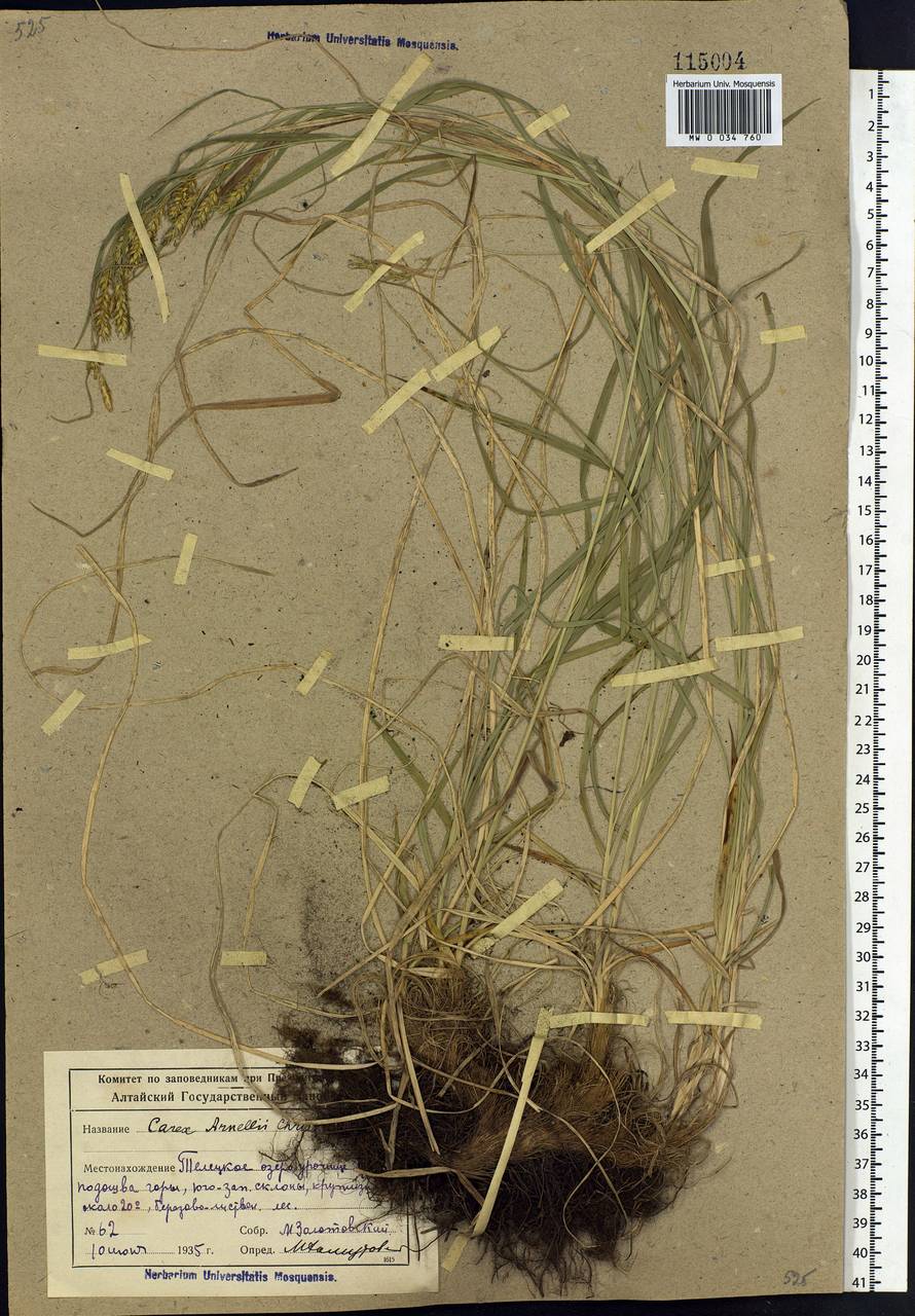 Carex arnellii Christ ex Scheutz, Siberia, Altai & Sayany Mountains (S2) (Russia)