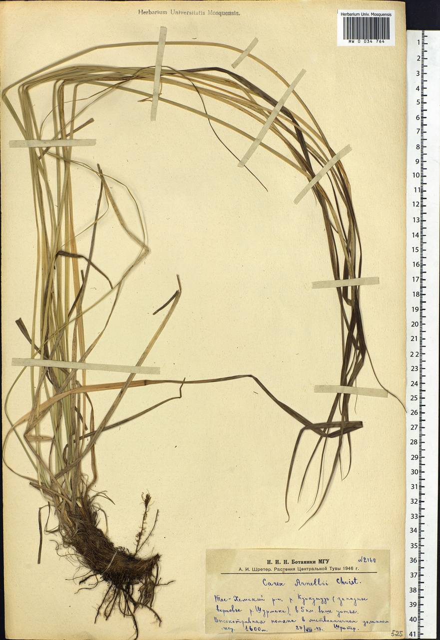 Carex arnellii Christ ex Scheutz, Siberia, Altai & Sayany Mountains (S2) (Russia)