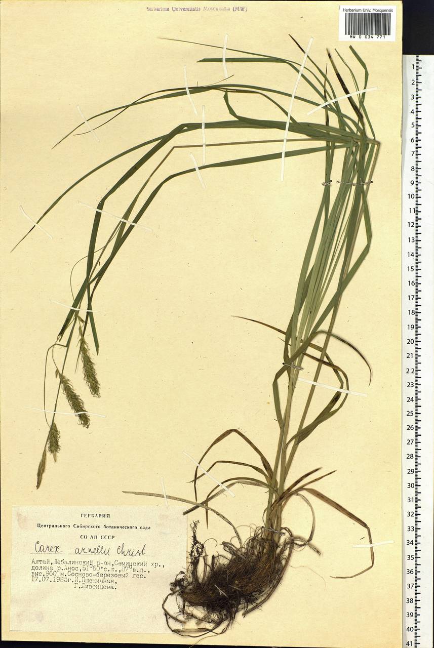 Carex arnellii Christ ex Scheutz, Siberia, Altai & Sayany Mountains (S2) (Russia)