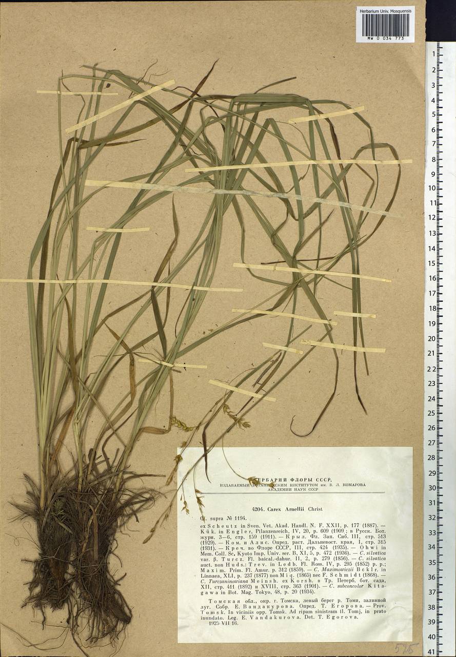 Carex arnellii Christ ex Scheutz, Siberia, Western Siberia (S1) (Russia)
