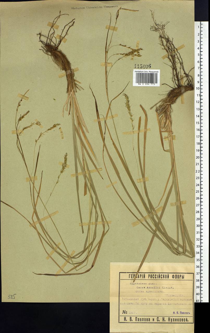 Carex arnellii Christ ex Scheutz, Siberia, Western Siberia (S1) (Russia)