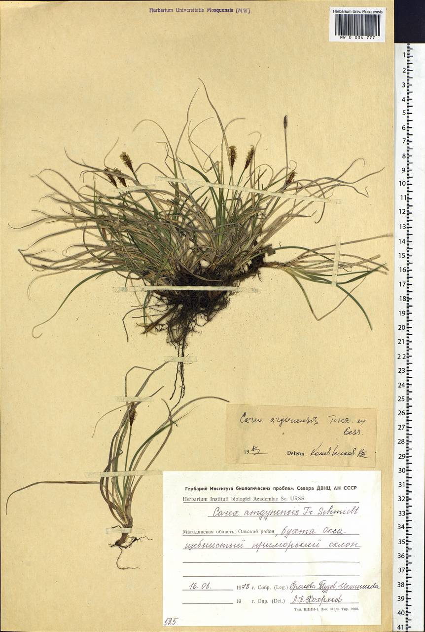 Carex argunensis Turcz. ex Trevir., Siberia, Chukotka & Kamchatka (S7) (Russia)