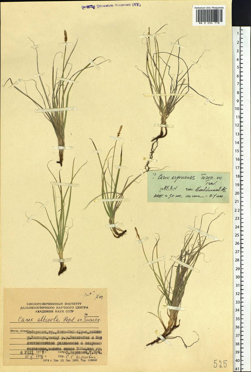 Carex argunensis Turcz. ex Trevir., Siberia, Russian Far East (S6) (Russia)