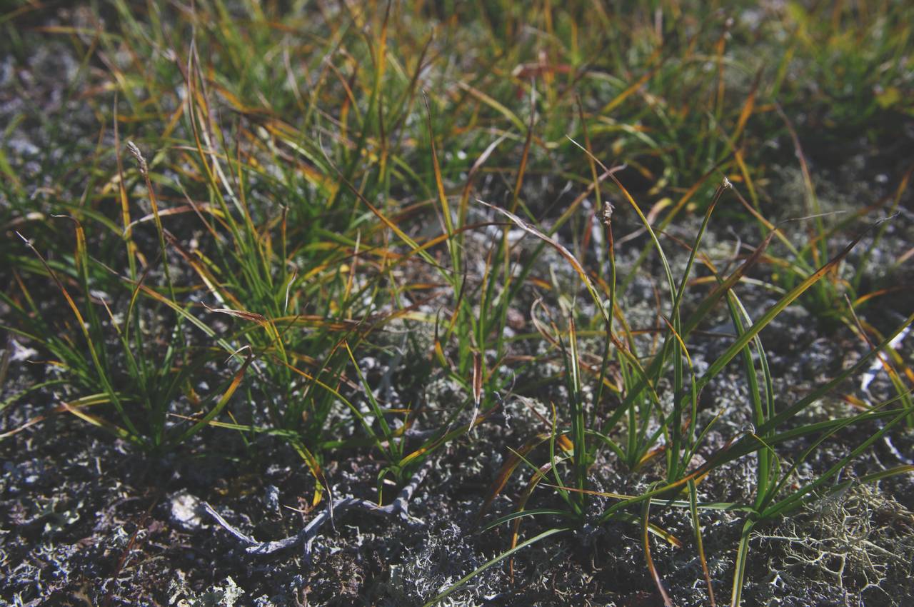 Carex argunensis Turcz. ex Trevir., Siberia, Russian Far East (S6) (Russia)