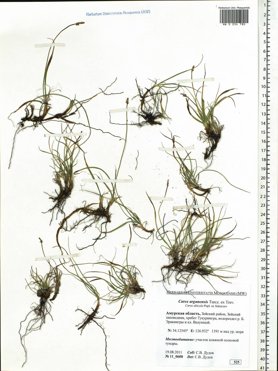 Carex argunensis Turcz. ex Trevir., Siberia, Russian Far East (S6) (Russia)