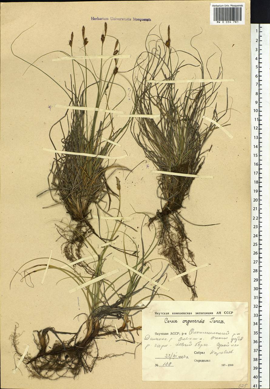 Carex argunensis Turcz. ex Trevir., Siberia, Yakutia (S5) (Russia)