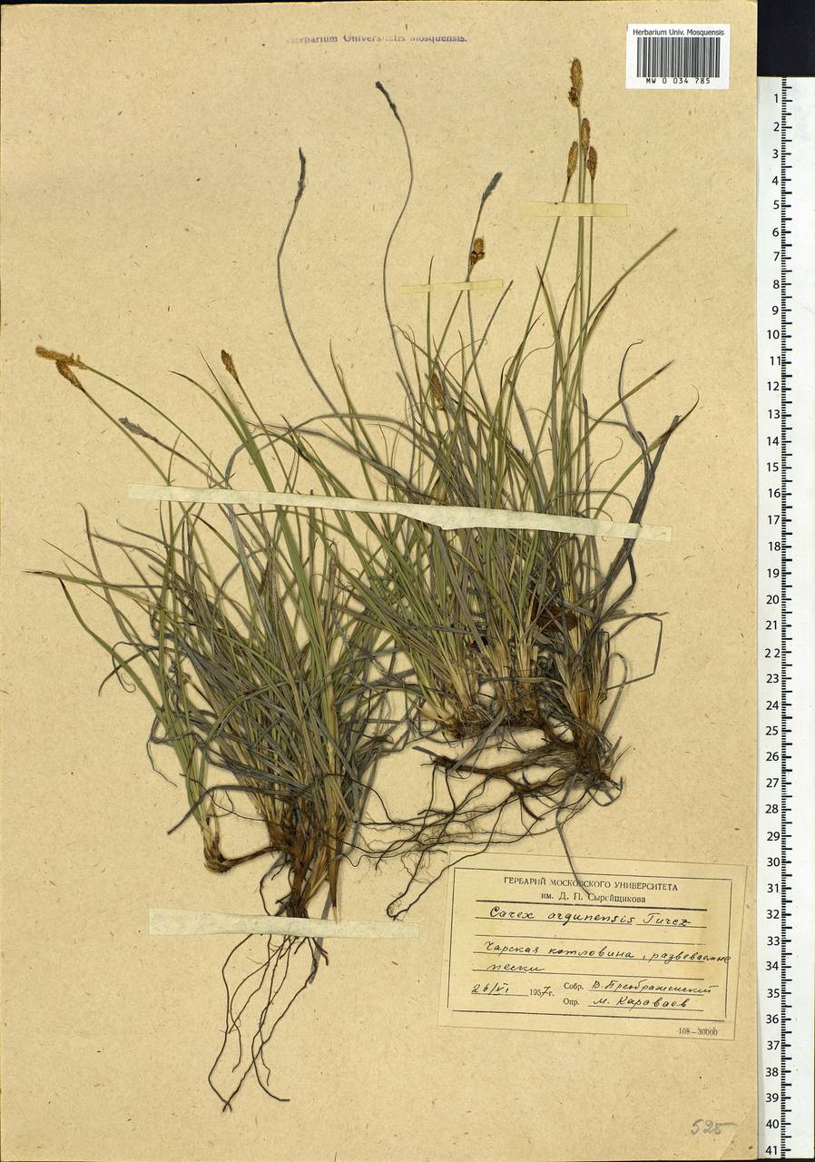 Carex argunensis Turcz. ex Trevir., Siberia, Baikal & Transbaikal region (S4) (Russia)