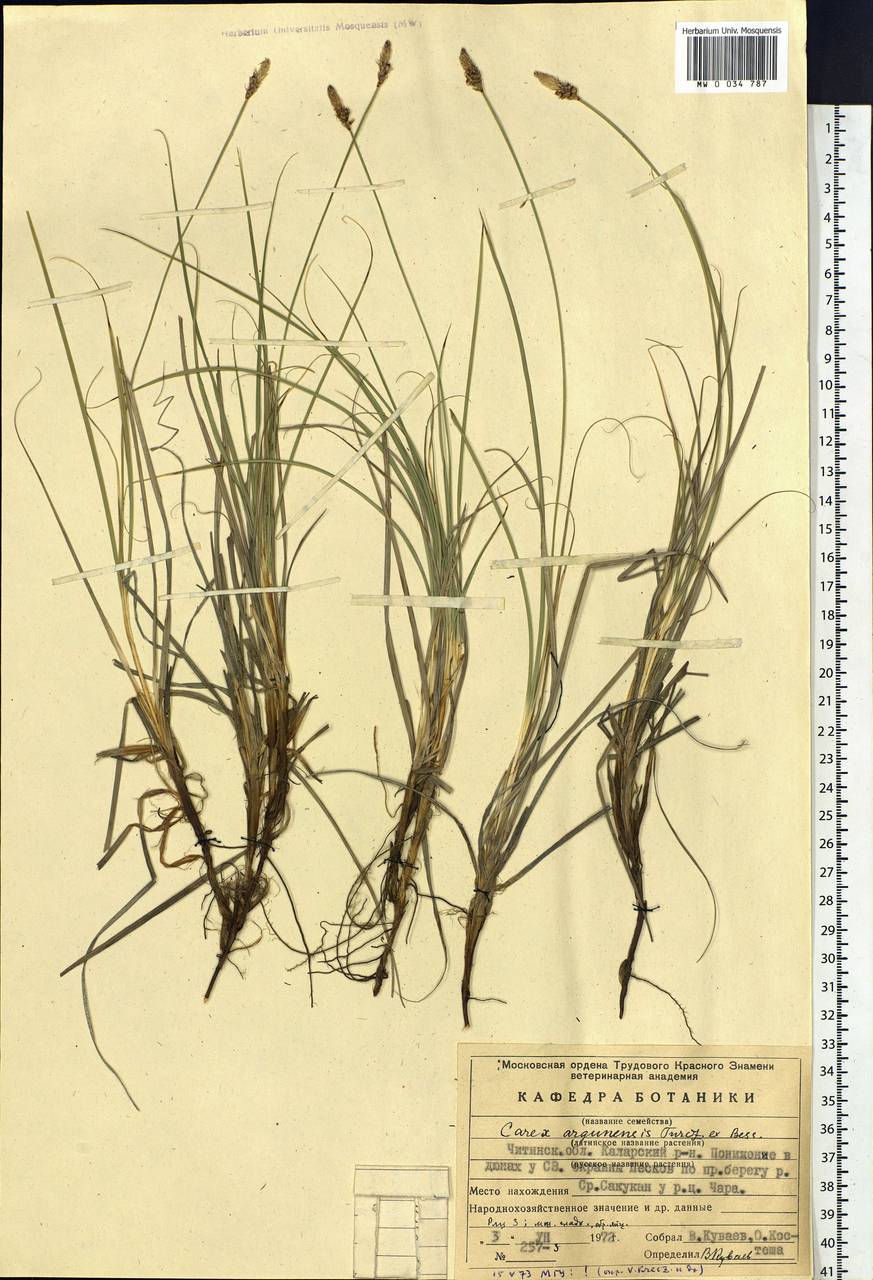 Carex argunensis Turcz. ex Trevir., Siberia, Baikal & Transbaikal region (S4) (Russia)