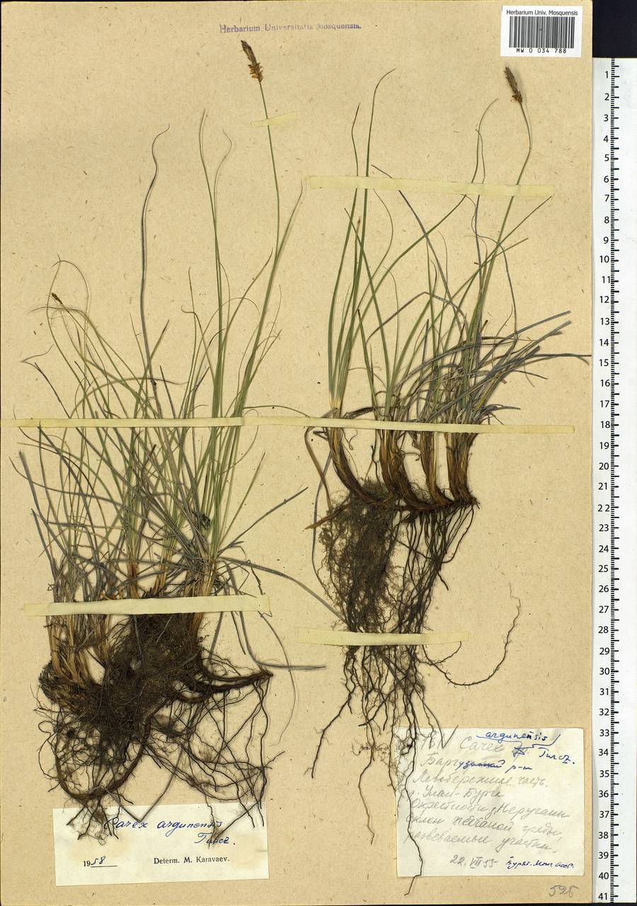 Carex argunensis Turcz. ex Trevir., Siberia, Baikal & Transbaikal region (S4) (Russia)