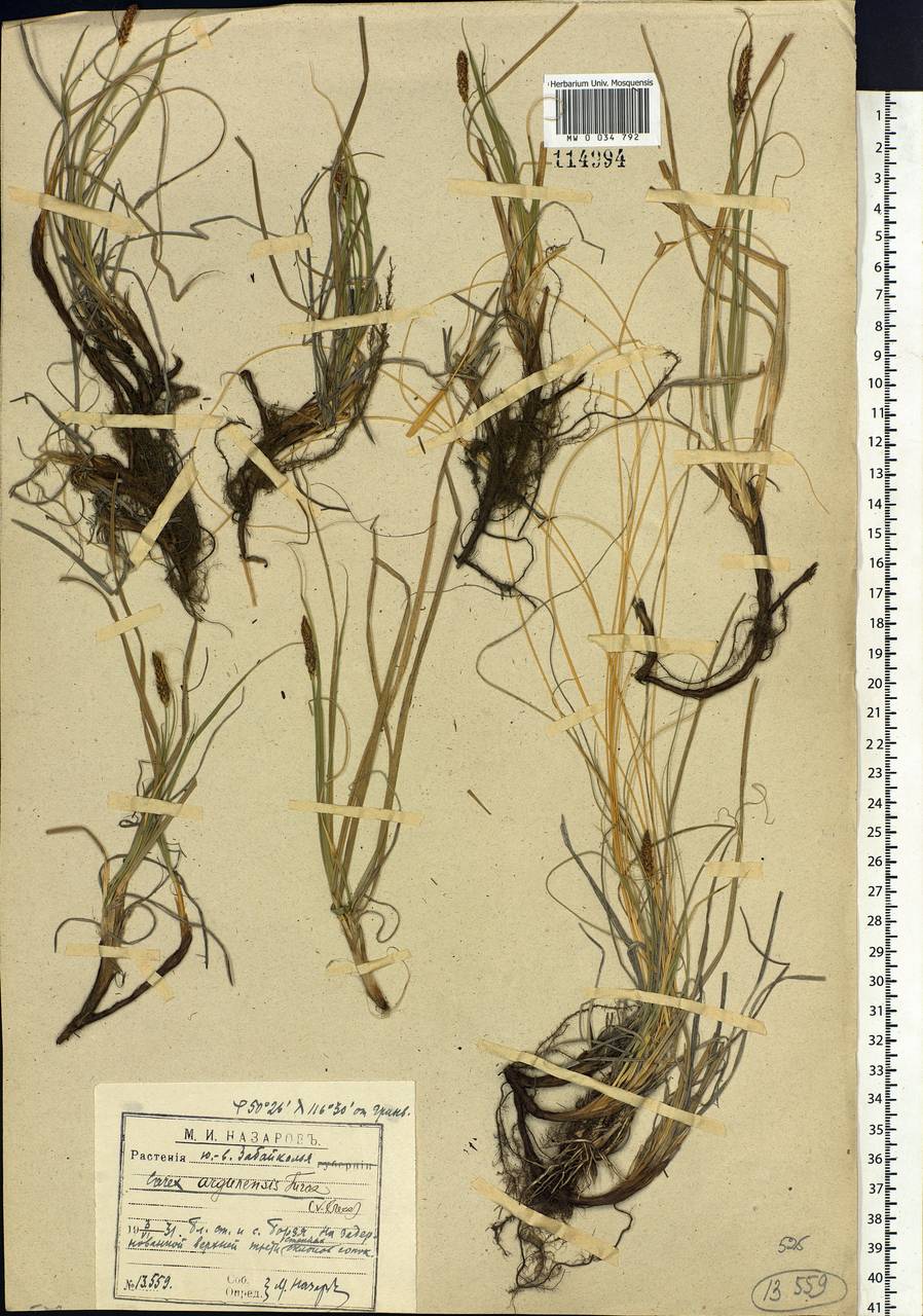 Carex argunensis Turcz. ex Trevir., Siberia, Baikal & Transbaikal region (S4) (Russia)