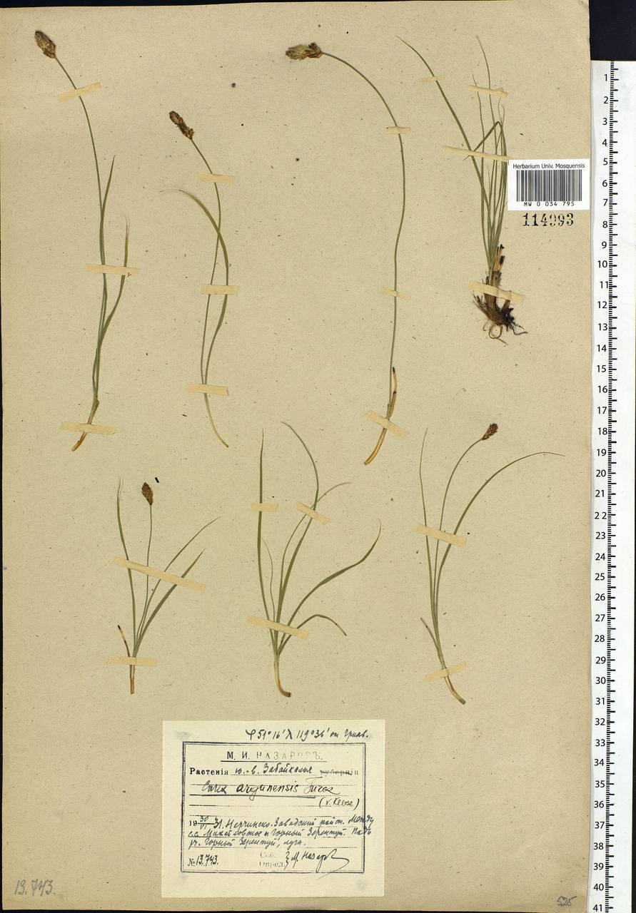 Carex argunensis Turcz. ex Trevir., Siberia, Baikal & Transbaikal region (S4) (Russia)