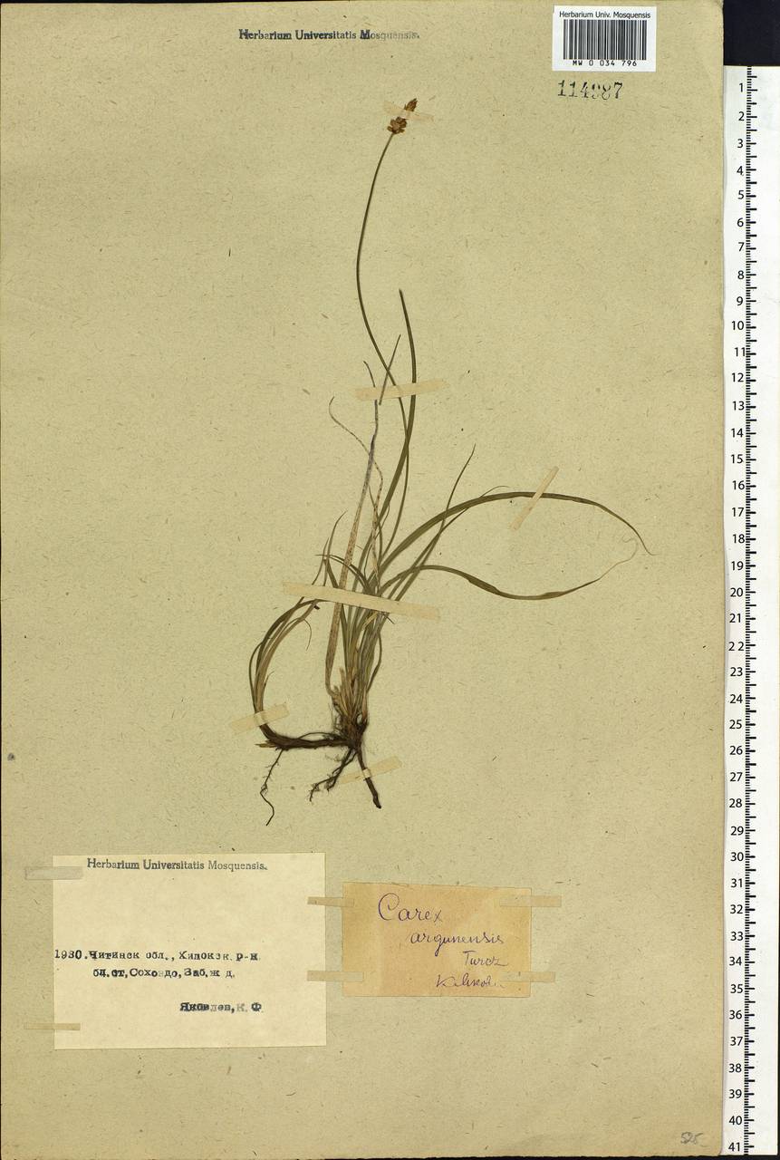 Carex argunensis Turcz. ex Trevir., Siberia, Baikal & Transbaikal region (S4) (Russia)