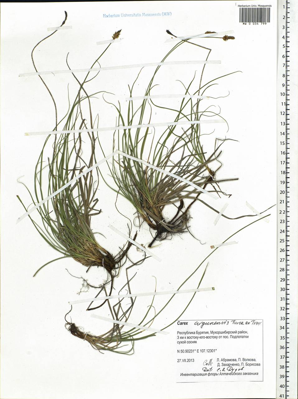 Carex argunensis Turcz. ex Trevir., Siberia, Baikal & Transbaikal region (S4) (Russia)
