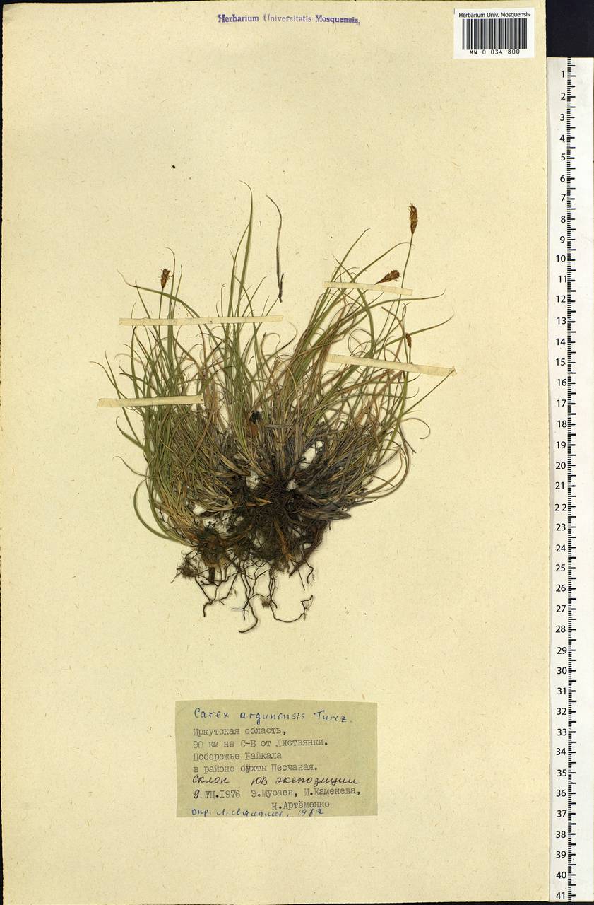 Carex argunensis Turcz. ex Trevir., Siberia, Baikal & Transbaikal region (S4) (Russia)
