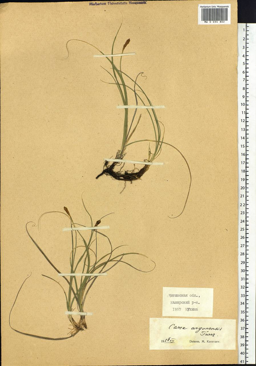 Carex argunensis Turcz. ex Trevir., Siberia, Baikal & Transbaikal region (S4) (Russia)