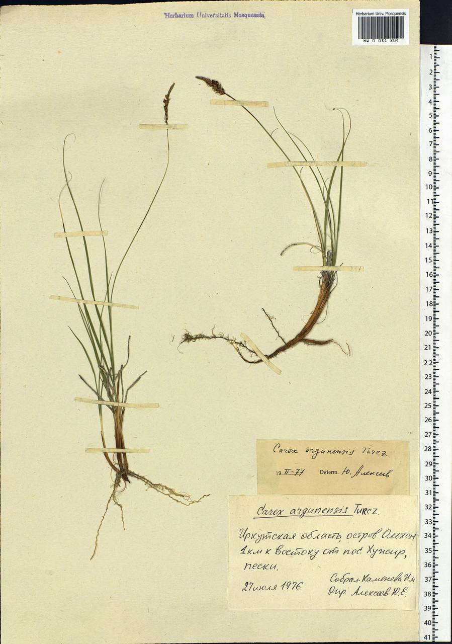 Carex argunensis Turcz. ex Trevir., Siberia, Baikal & Transbaikal region (S4) (Russia)