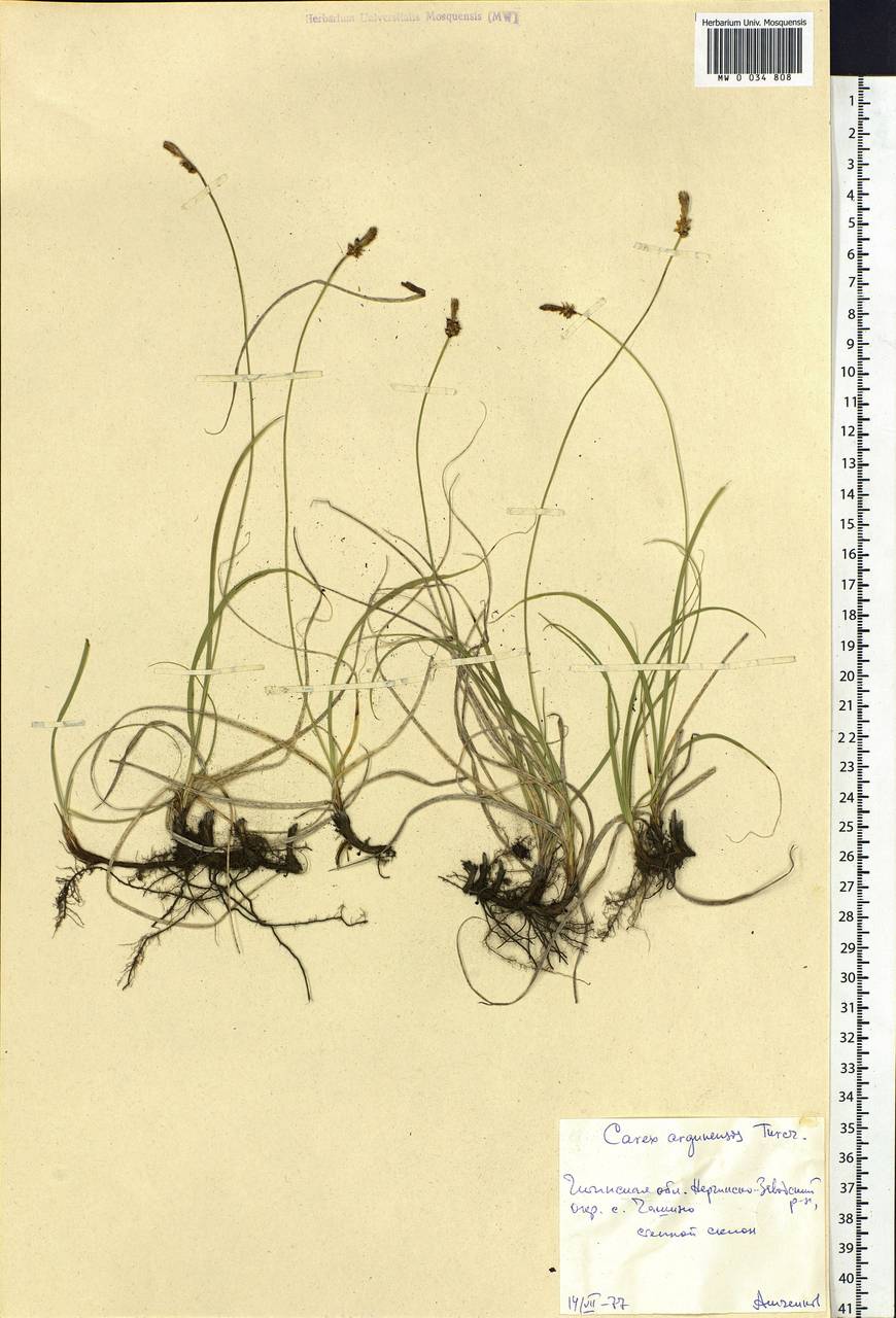 Carex argunensis Turcz. ex Trevir., Siberia, Baikal & Transbaikal region (S4) (Russia)