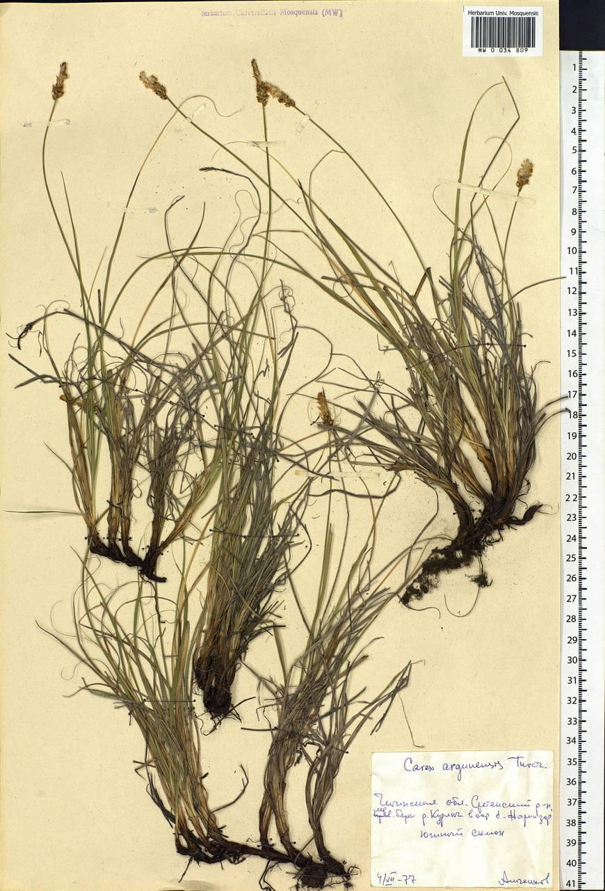 Carex argunensis Turcz. ex Trevir., Siberia, Baikal & Transbaikal region (S4) (Russia)