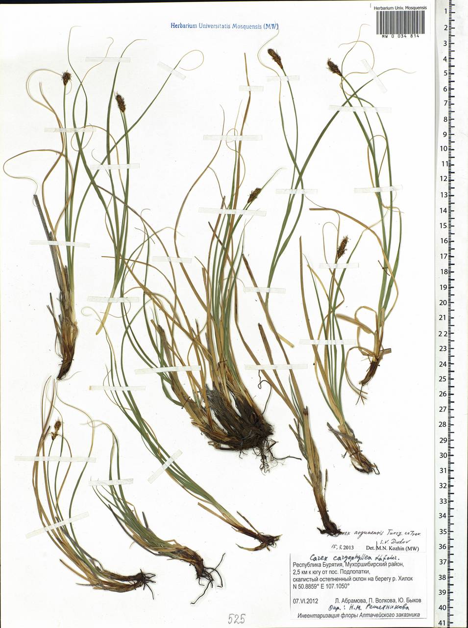 Carex argunensis Turcz. ex Trevir., Siberia, Baikal & Transbaikal region (S4) (Russia)