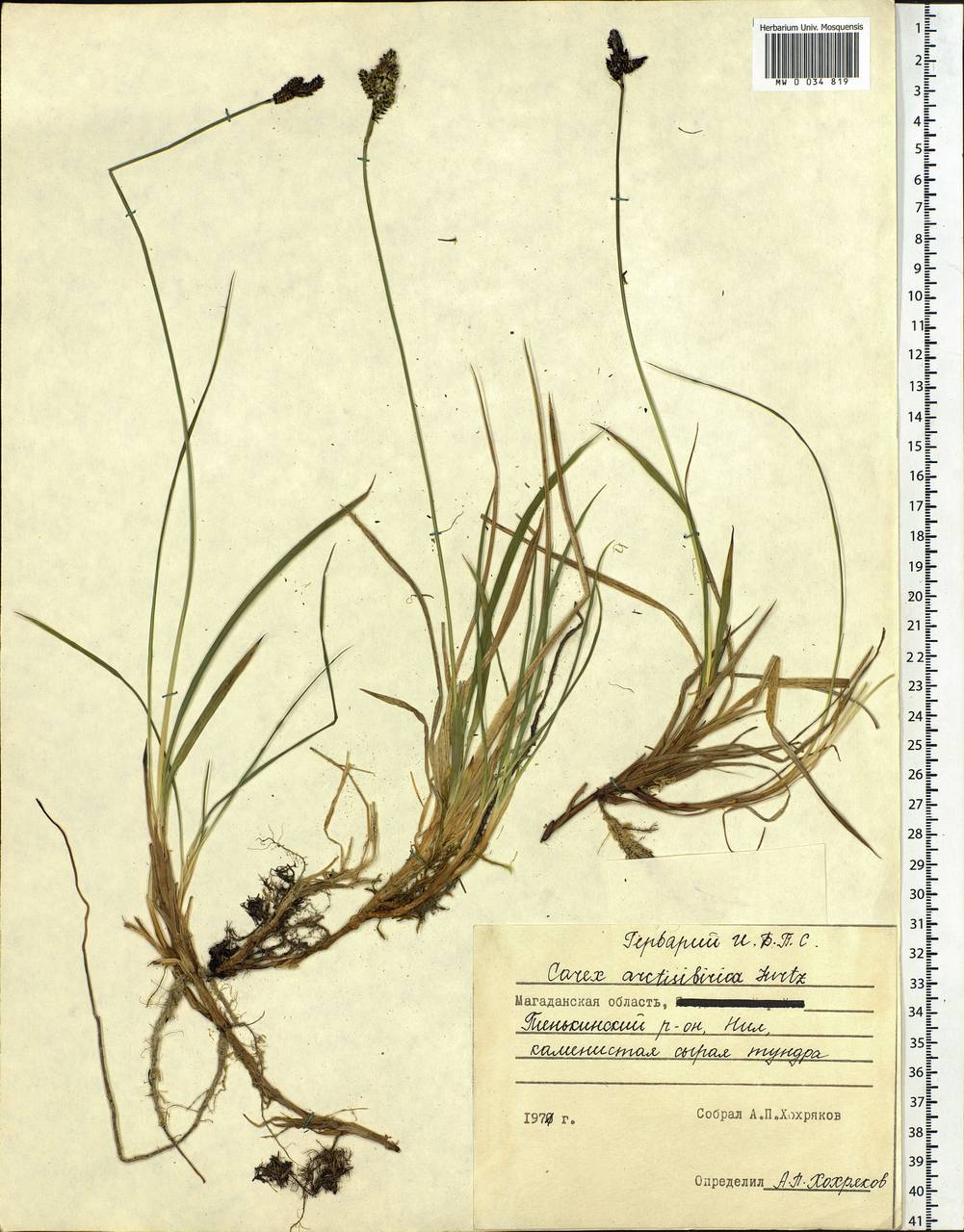 Carex bigelowii subsp. arctisibirica (Jurtzev) Á.Löve & D.Löve, Siberia, Chukotka & Kamchatka (S7) (Russia)