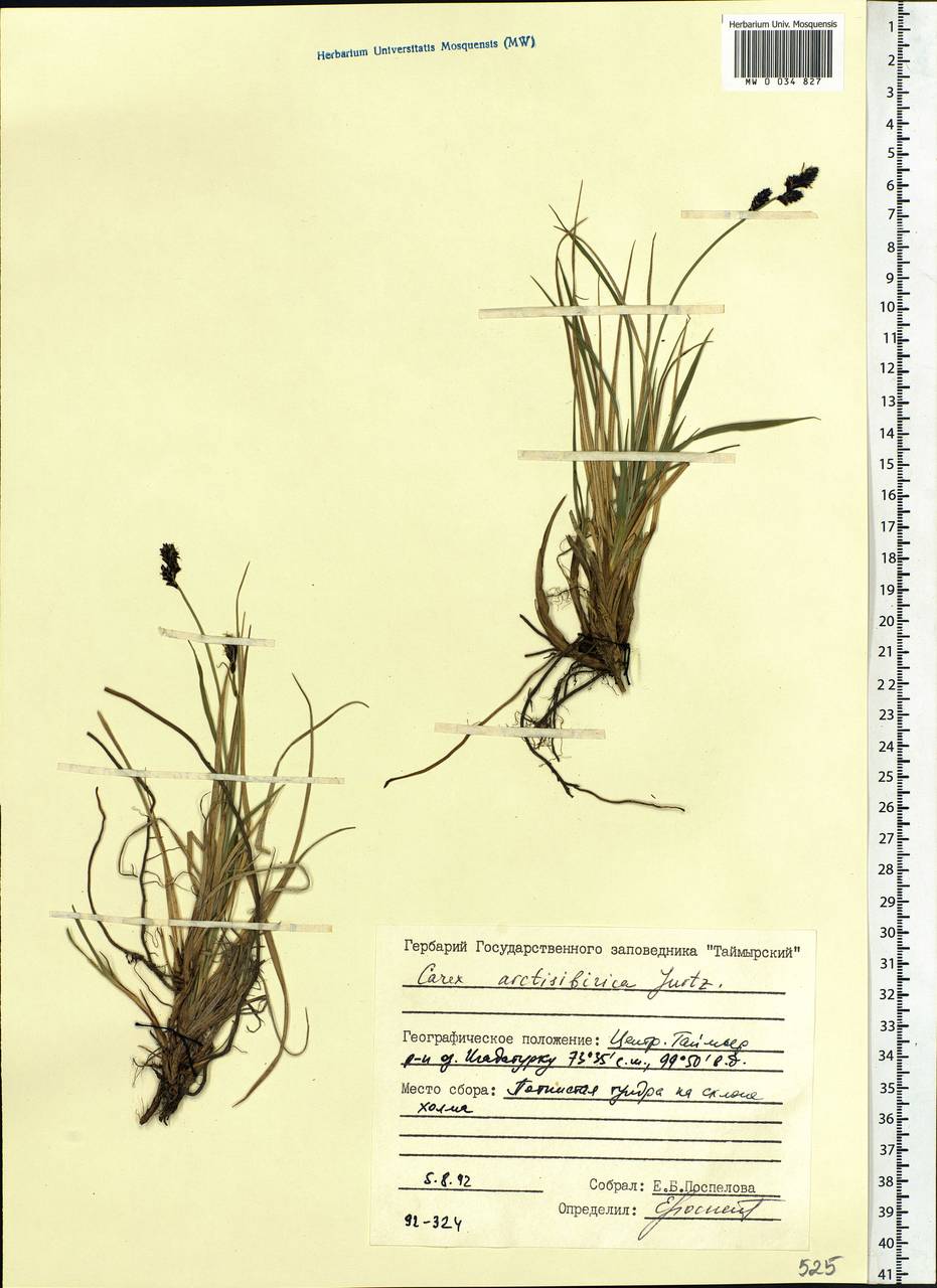Carex bigelowii subsp. arctisibirica (Jurtzev) Á.Löve & D.Löve, Siberia, Central Siberia (S3) (Russia)