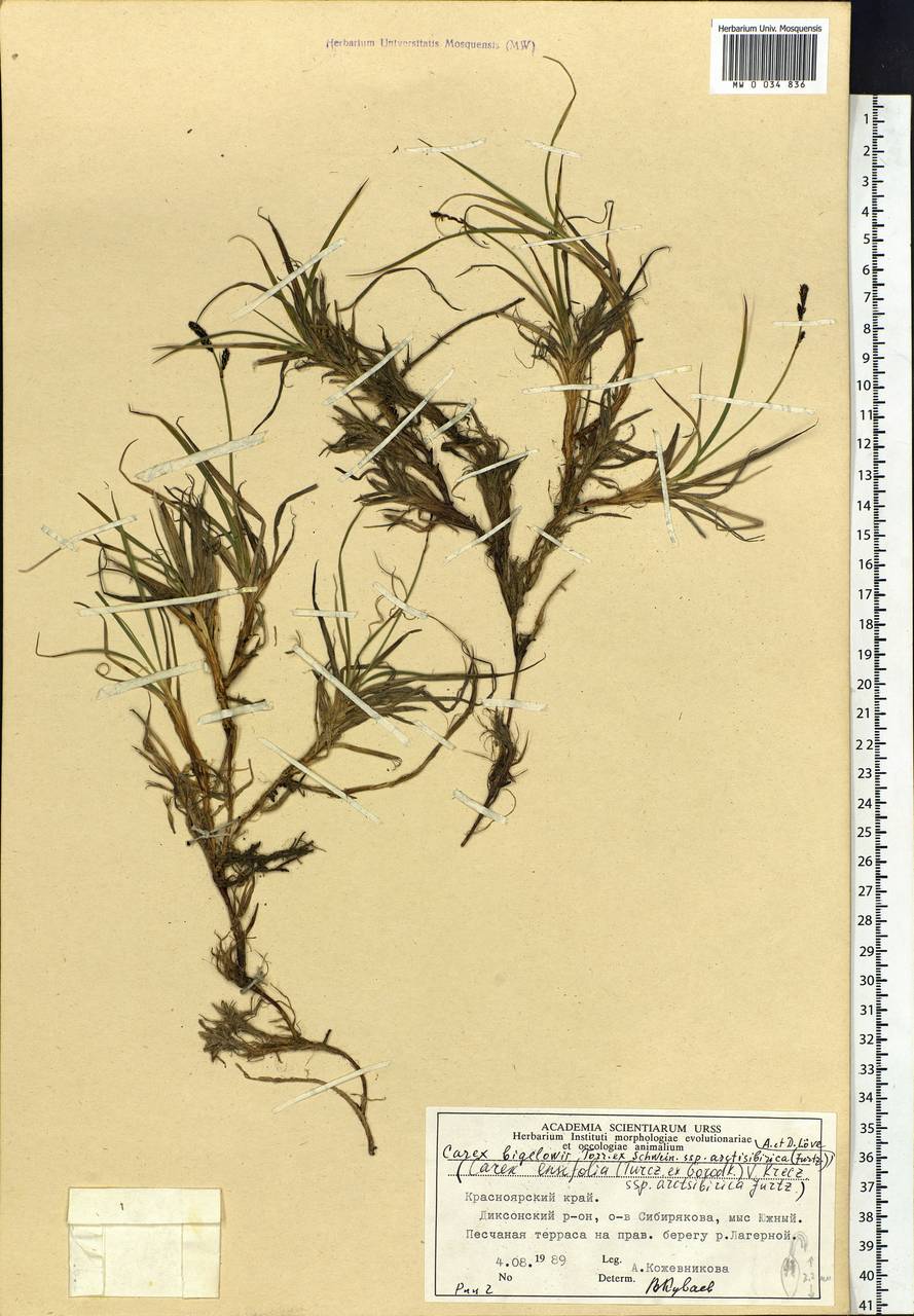 Carex bigelowii subsp. arctisibirica (Jurtzev) Á.Löve & D.Löve, Siberia, Central Siberia (S3) (Russia)
