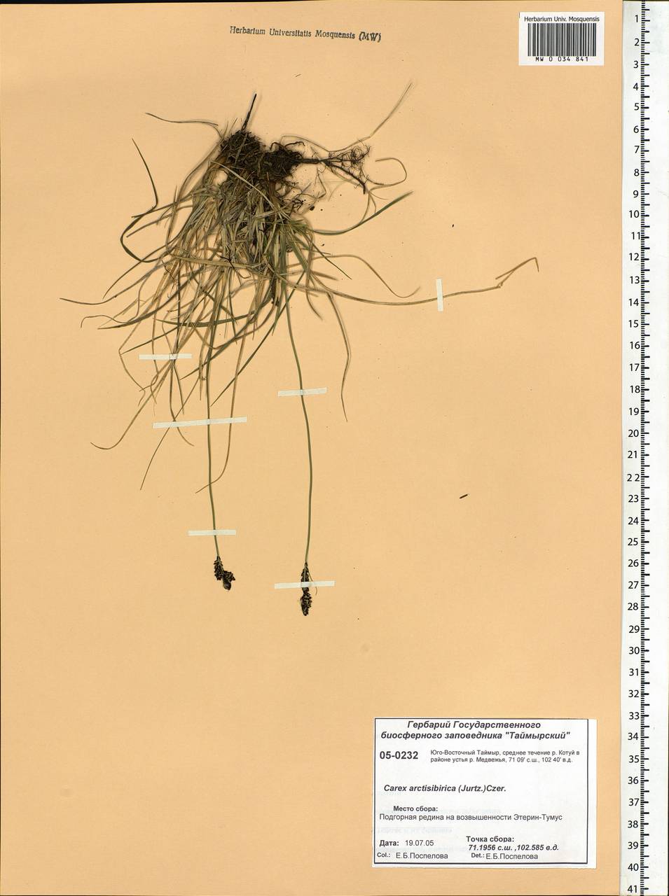 Carex bigelowii subsp. arctisibirica (Jurtzev) Á.Löve & D.Löve, Siberia, Central Siberia (S3) (Russia)